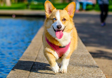 Divertiamoci con il cane